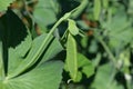 Pea Sugar Ann, growing in allotment Royalty Free Stock Photo