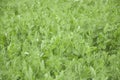 pea summer field agriculture landscape in farm Royalty Free Stock Photo