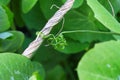 A pea vine curling around a string Royalty Free Stock Photo