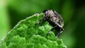 Insects - Pea or Bean Weevil, Sitona hispidulus