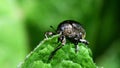 Insects - Pea or Bean Weevil, Sitona hispidulus