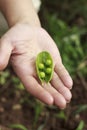 Pea in woman hand