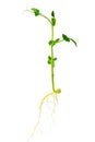 Pea young plant with root close up. Green pea sapling on white background. Homegrown sprout of bean macro shot Royalty Free Stock Photo