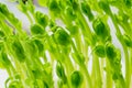 Pea, young plants, microgreens of Pisum sativum, front view, close up
