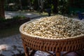 Peaberry Arabica Coffee Bean Drying in the sun at Chiangrai Thailand Royalty Free Stock Photo