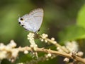 Peablue butterfly