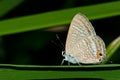 Peablue butterfly on grass