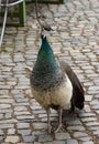 Peaccock on Peacock Island in Spring, Wannsee, Zehlendorf, Berlin Royalty Free Stock Photo