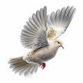 Peace Dove Isolated White. Generative AI