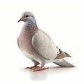 Peace Dove Isolated White. Generative AI