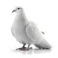 Peace Dove Isolated White. Generative AI