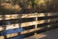 Shadows on the wooden bridge during golden hour. fall background Royalty Free Stock Photo