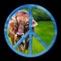 Peace Cow