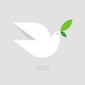 Peace dove. Flat style vector illustration of white pigeon