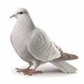 Peace Dove Isolated White. Generative AI