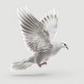 Peace Dove Isolated White. Generative AI