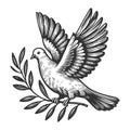 Peace Dove with Olive Branch engraving raster Royalty Free Stock Photo