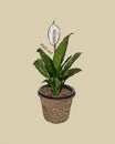 Peace lilies. Hand draw sketch vector