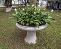 Peace Lillies in large flower pot near the home of Ho Chi Minh in Hanoi, Vietnam Royalty Free Stock Photo