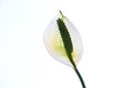 Peace lilly Royalty Free Stock Photo