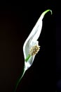 Peace Lilly Flower Royalty Free Stock Photo