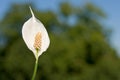 Peace lily Royalty Free Stock Photo