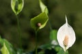 Peace lily Royalty Free Stock Photo