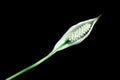 Peace Lily Royalty Free Stock Photo