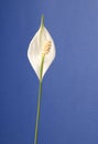 Peace Lily Royalty Free Stock Photo