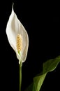 Peace Lily Royalty Free Stock Photo