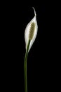 Peace lily black background