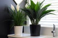 a peace lily in a classic black pot at bathroom corner Royalty Free Stock Photo