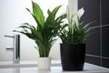 a peace lily in a classic black pot at bathroom corner Royalty Free Stock Photo