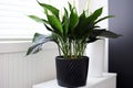 a peace lily in a classic black pot at bathroom corner Royalty Free Stock Photo