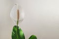 Peace lily close up, spathiphyllum flower Royalty Free Stock Photo