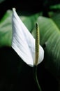 Peace Lily Flower Royalty Free Stock Photo