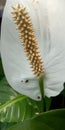 peace lily flower