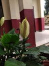 Peace lily flower buds starting to bloom Royalty Free Stock Photo