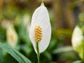 Peace Lily Flower in greenhouse Royalty Free Stock Photo