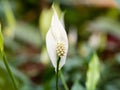 Peace Lily Flower in greenhouse Royalty Free Stock Photo