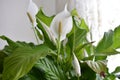 Peace lily flower Royalty Free Stock Photo