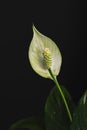 Peace Lily flower isolated on black background Royalty Free Stock Photo