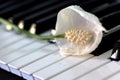 Peace Lily Flower on Keyboard Royalty Free Stock Photo