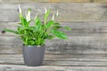 Peace lily flower in flower pot Royalty Free Stock Photo