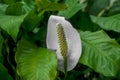 Peace Lily flower or Spathiphyllum cochlearispathum or white calla lily green leaves Royalty Free Stock Photo