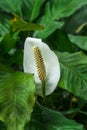 Peace Lily flower or Spathiphyllum cochlearispathum or white calla lily green leaves Royalty Free Stock Photo