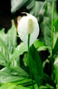 A Backlighted Peace Lily Flower