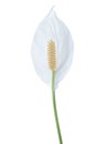 Peace lily flower with stem Royalty Free Stock Photo