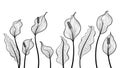 Peace lily flowers hand draw vector