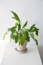 Peace lily, genus Spathiphyllum, isolated on a white background Royalty Free Stock Photo